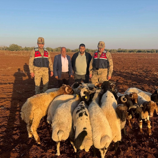 Kilis'te kaybolan 19 küçükbaş hayvan jandarma tarafından bulundu