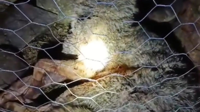 Koyun sürüsüne saldıran kurta çoban köpekleri geçit vermedi