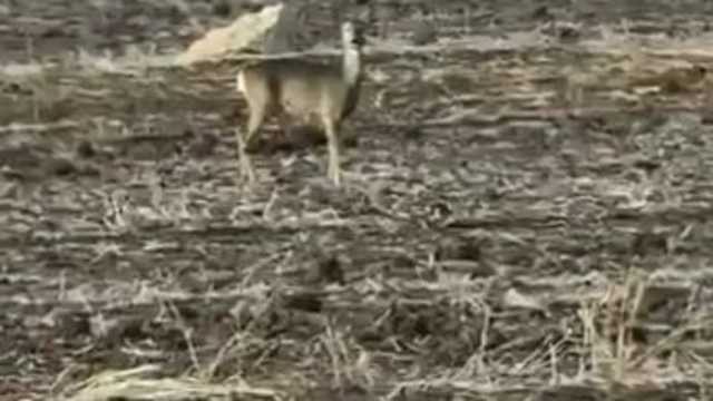 Yolunu şaşıran karaca bozkırın ortasında görüntülendi