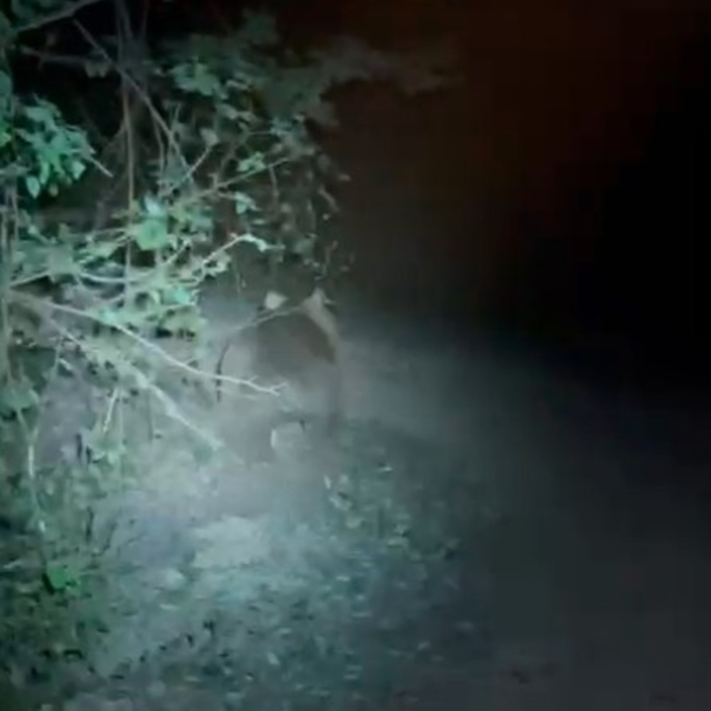 Tırmandıkları ağaçta meşe palamudu yiyen ayılar kamerada