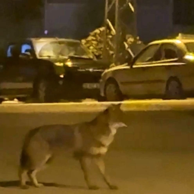 Mahallede yiyecek arayan tilki kamerada