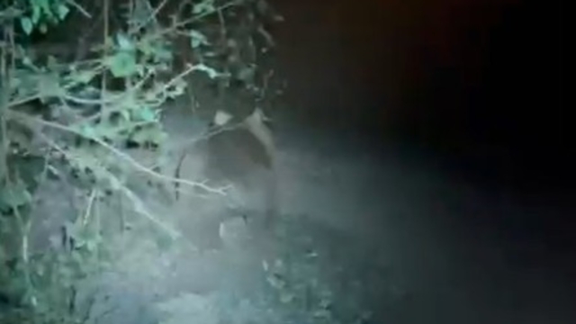 Tırmandıkları ağaçta meşe palamudu yiyen ayılar kamerada