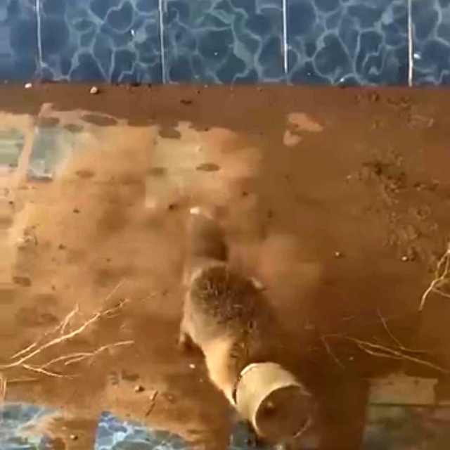 Batman'da bidona kafası sıkışan tilki kurtarıldı