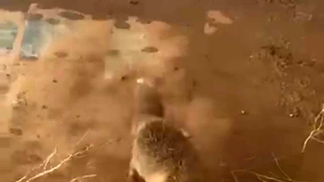 Batman'da bidona kafası sıkışan tilki kurtarıldı