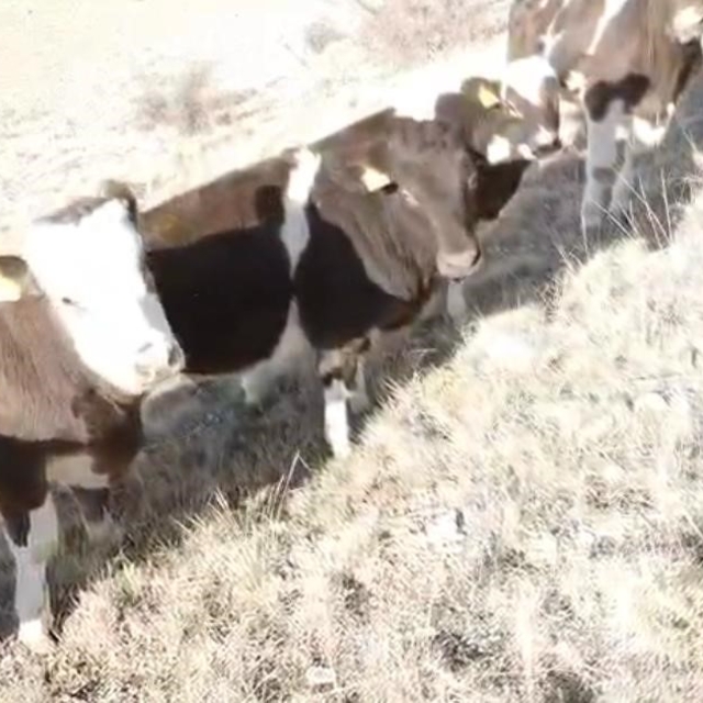 Firar eden inekleri jandarma ekipleri buldu