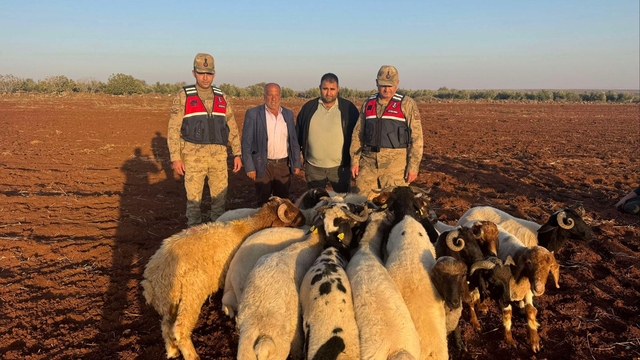 Kilis'te kaybolan küçükbaş hayvanları jandarma buldu
