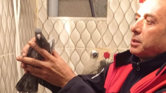 İskenderun'da itfaiye ekiplerinden güvercin kurtarma operasyonu