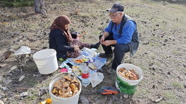 Hisarcık'ta yaşlı çiftin mantar mesaisi
Her gün önce arazide keyifle kahvaltı yapıyor, ardından dağlarda 'Melki' mantarı topluyorlar