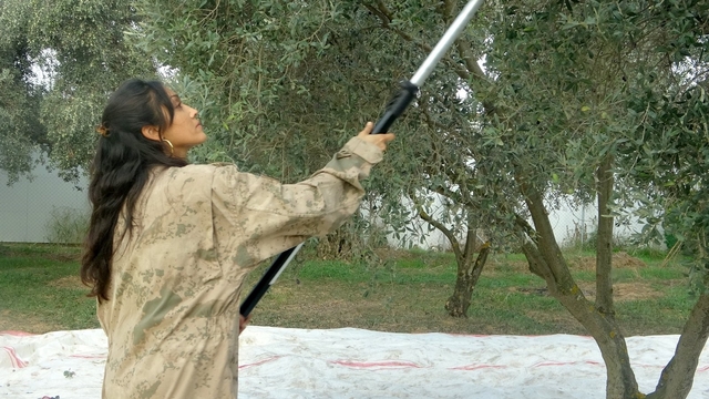 Genç kadın çiftçi huzuru toprakta buldu
Diplomasını asıp tarlaya indi genç öğretmenin üretim mücadelesi