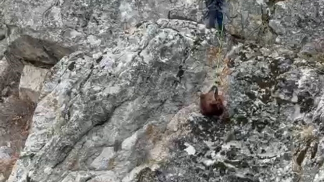 Burdur'da mahsur kalan keçiler ekipler tarafından kurtarıldı