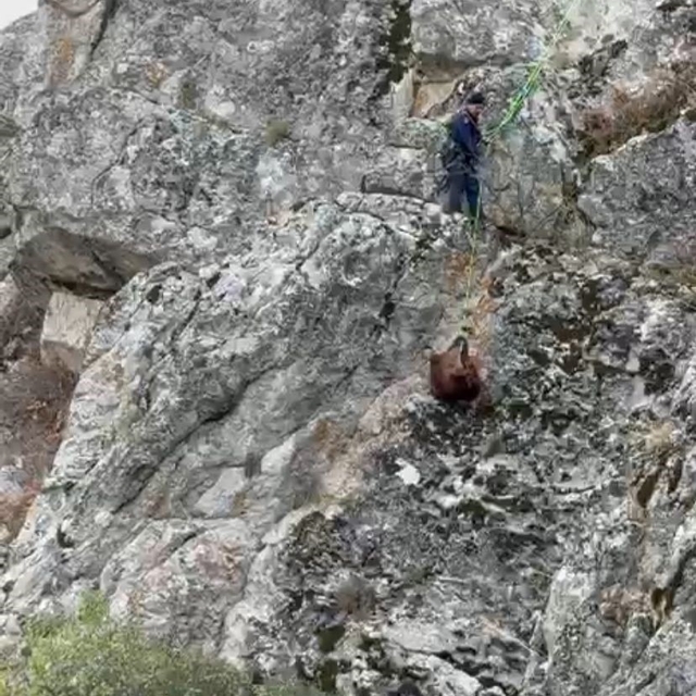 Burdur'da mahsur kalan keçiler ekipler tarafından kurtarıldı