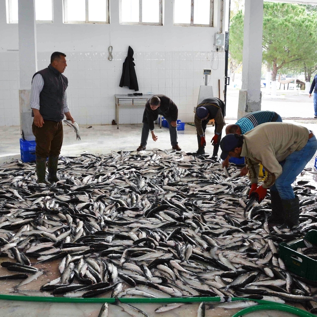 Muğla'dan 10 ayda 618 milyon dolar balık ihracatı