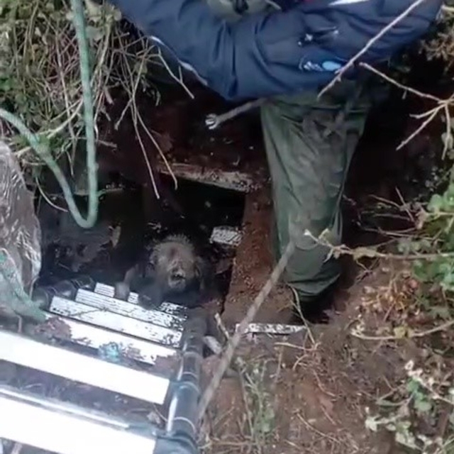 Foseptik çukuruna düşen köpeği itfaiye kurtardı