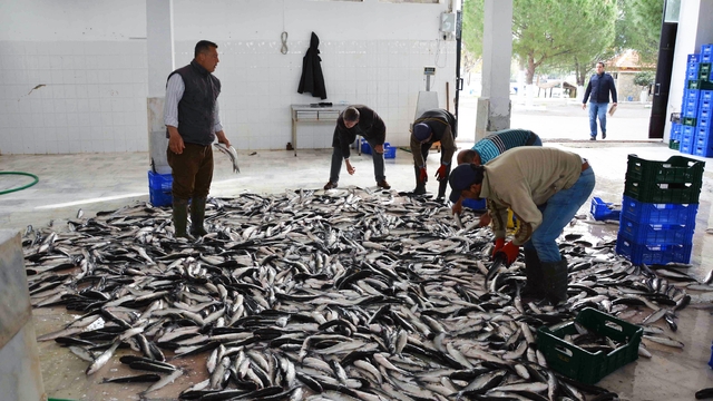 Muğla'dan 10 ayda 618 milyon dolar balık ihracatı