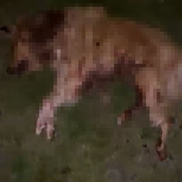 Samsun'da 9 köpek tabanca ile vurularak öldürüldü, Valilik açıklama yaptı