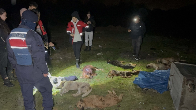 Samsun'da çöp konteynerinde 9 telef olmuş köpek bulundu