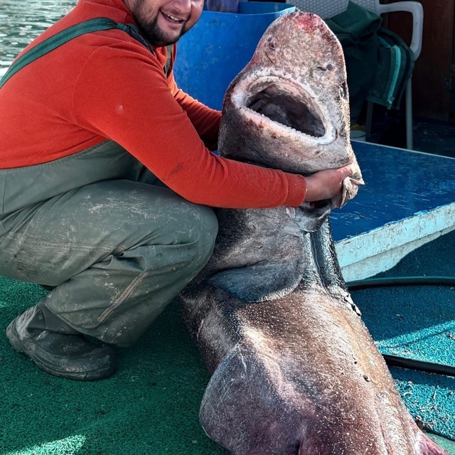 Yalova açıklarında 4 metre uzunluğunda köpek balığı ağa takıldı