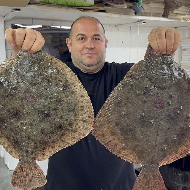 Karadeniz'de hamsi bereketi diğer balık türlerini de canlandırdı