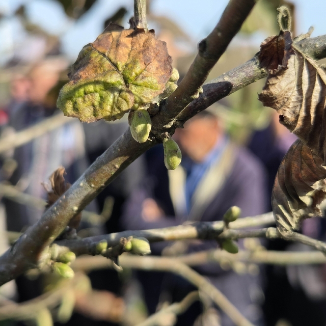 Doğru budama ile 500 metrekareden alınan fındık, 10 dönümlük bahçeden alına...