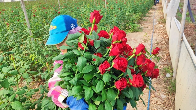 Adana'da seralarda gül hasadı başladı