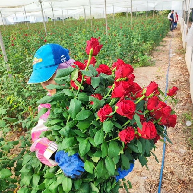 Adana'da seralarda gül hasadı başladı