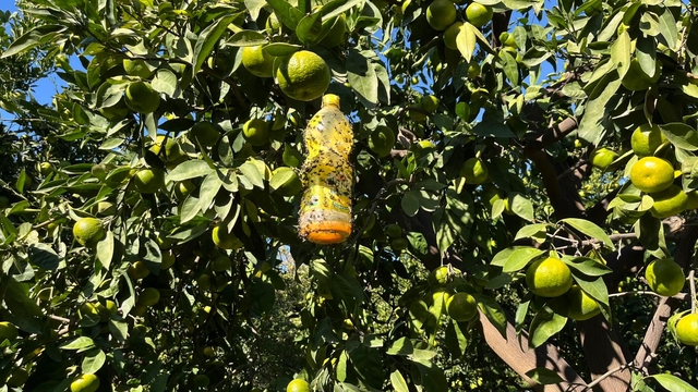 Öğrencilerin tarım zararlısına karşı ürettikleri ürünü, çiftçiler kullanmaya başladı