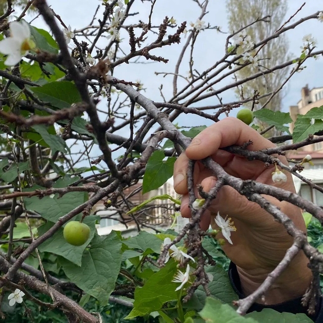 Erik ağacı Kasım ayında çiçek açıp meyve verdi