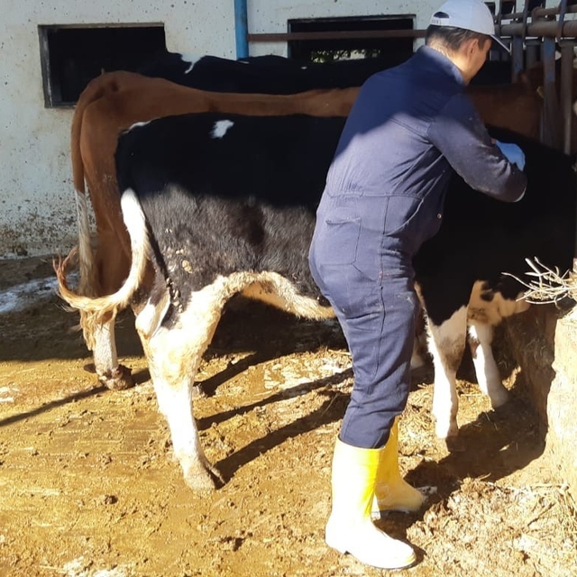 Kuyucak'ta şap alarmı