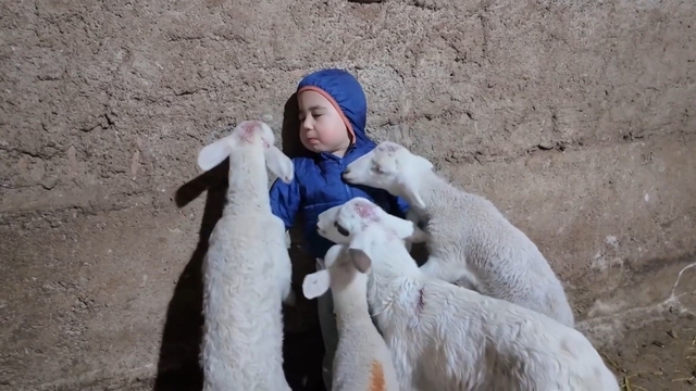 Kuzuların arasında kalan minik Yusuf'un tatlı halleri gülümsetti