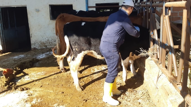 Kuyucak'ta şap alarmı