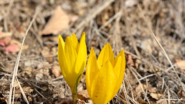 Ölbe Vadisi'nde sonbaharda nadir çiğdemler görüntülendi