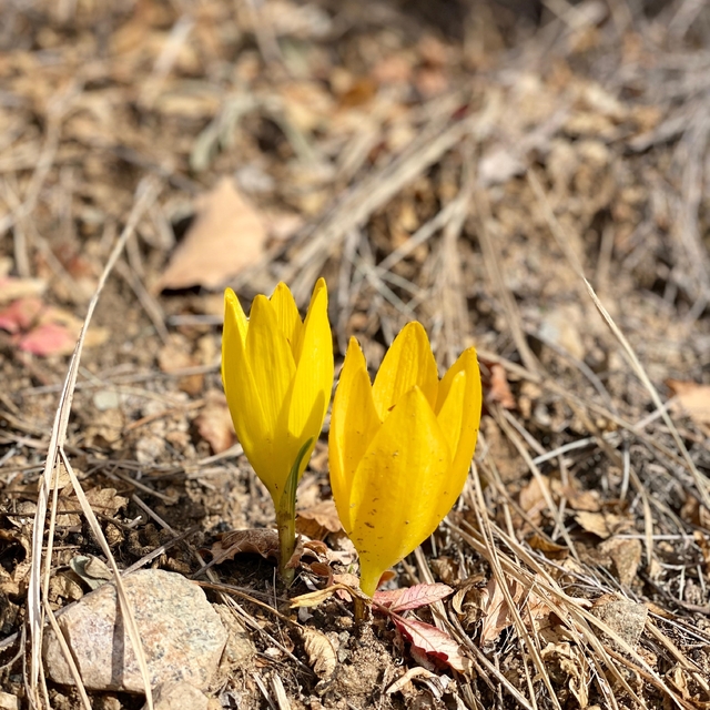 Ölbe Vadisi'nde sonbaharda nadir çiğdemler görüntülendi