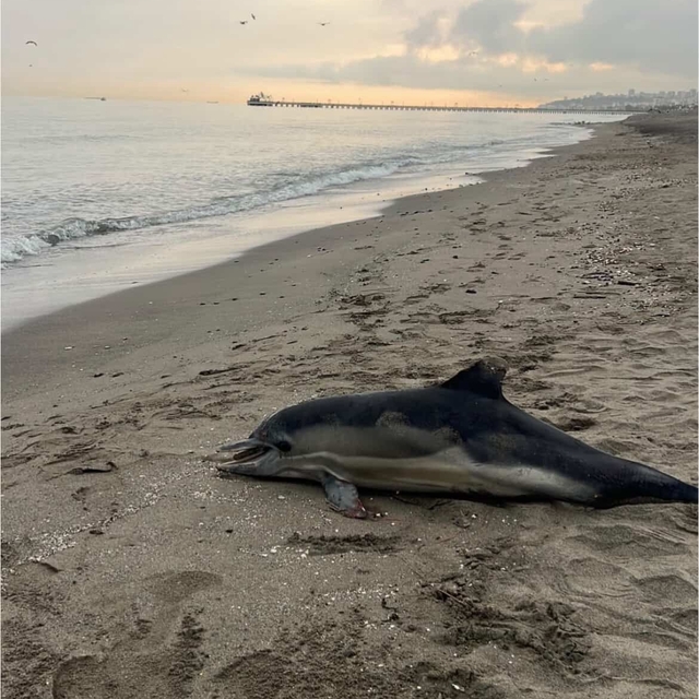 Samsun sahiline ölü yunus vurdu