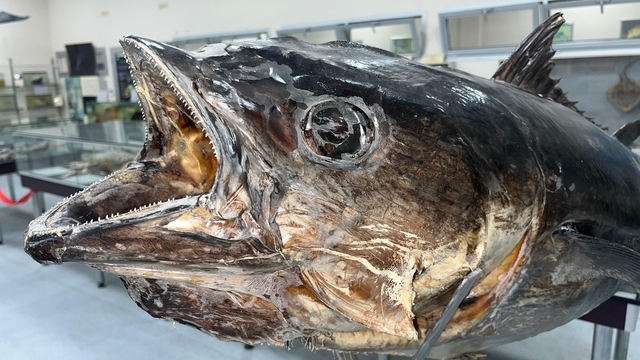 Balık sevdası 'Deniz Canlıları Koleksiyon Merkezi'nde hayat buldu
Deniz Canlıları Koleksiyon Merkezi'nde 400'ü aşkın balık türü sergileniyor