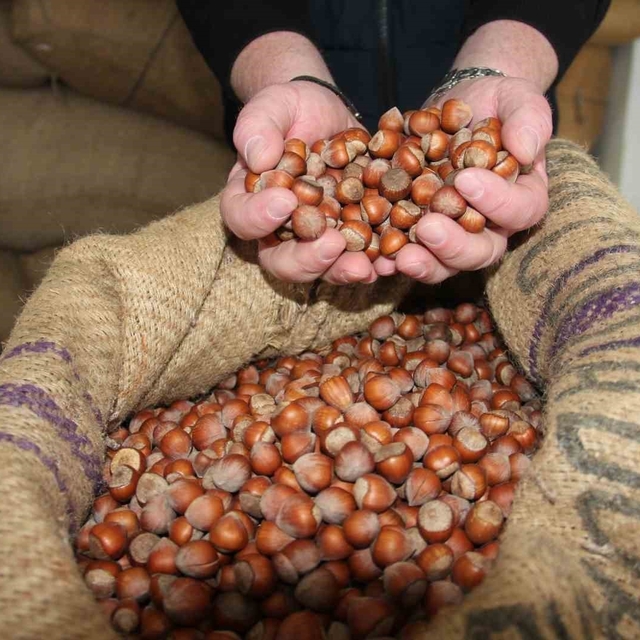 Giresun'da fındık fiyatları tekrar yükselişe geçti