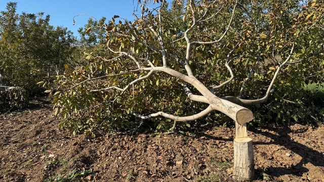 İki bahçesindeki 30 ağaç kesildi, jandarmaya şikayetçi oldu
