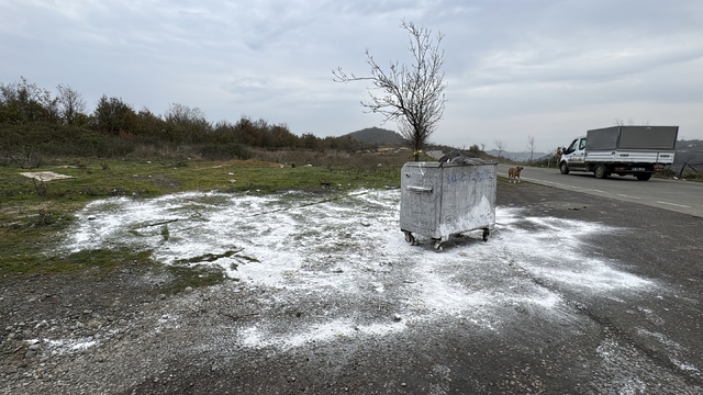 Samsun'da ölü bulunan 9 köpekten alınan doku örnekleri teste gönderildi