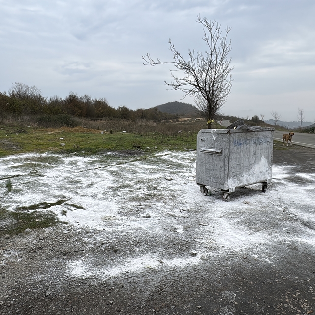 Samsun'da ölü bulunan 9 köpekten alınan doku örnekleri teste gönderildi