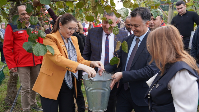 Bartın'da kivi hasat şenliği düzenlendi