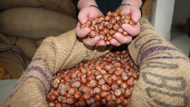 Giresun'da fındık fiyatları tekrar yükselişe geçti