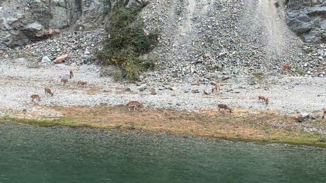 Artvin'de dağ keçileri sürüsü ilk kez bu kadar kalabalık görüntülendi