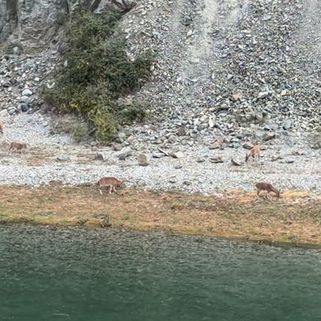 Artvin'de dağ keçileri sürüsü ilk kez bu kadar kalabalık görüntülendi