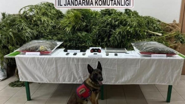 Çiftliğinde esrar ve kenevir ele geçirilen avukat beraat etti, 2 çalışanı 14'er yıl 9'ar ay ceza aldı