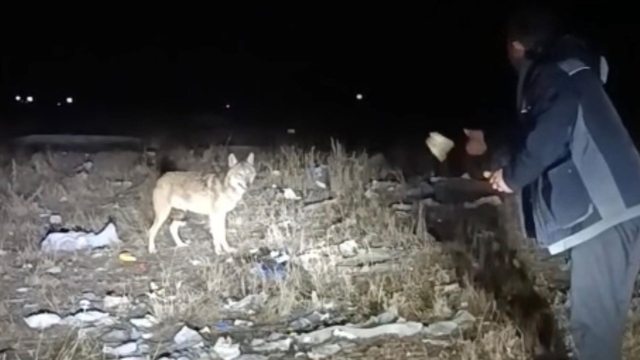 Arazide karşılaştığı kurdu eliyle besledi