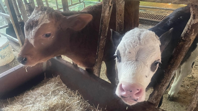 ABD Tarım Bakanlığı: "Türkiye'de yıllık 400-500 bin buzağı ölümü oluyor"