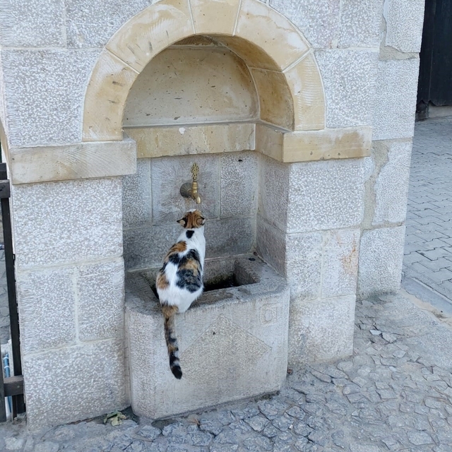 Kemaliye'nin sevimli kedisi 'Tekir' çeşme başı müdavimi oldu