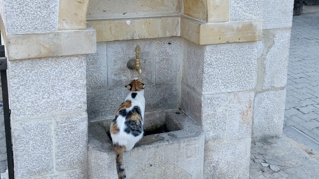 Kemaliye'nin sevimli kedisi 'Tekir' çeşme başı müdavimi oldu