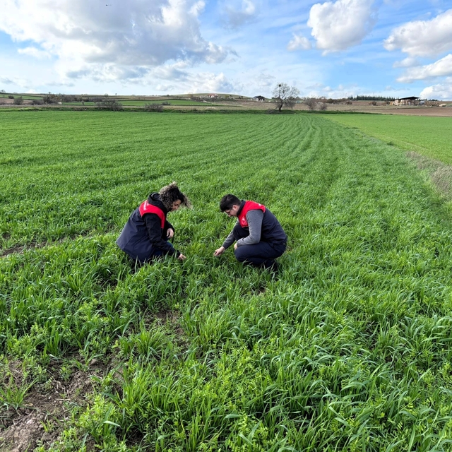 Kırklareli'nde tarlalara ekilen kuraklığa dayanıklı yem bitkilerinin kontro...