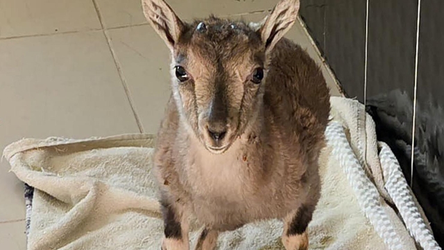 Kars'taki merkezde 4 bin 500 yaban hayvanı tedavi edildi