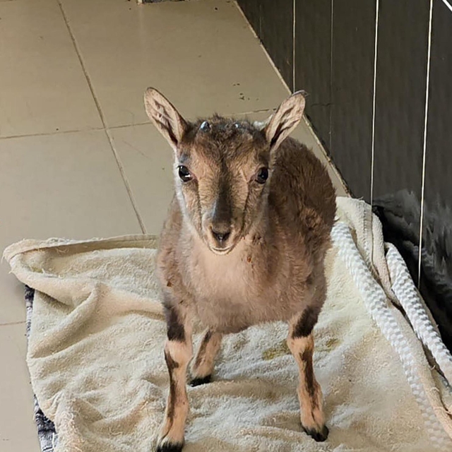 Kars'taki merkezde 4 bin 500 yaban hayvanı tedavi edildi